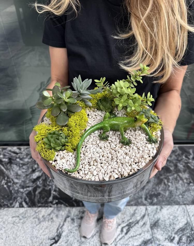 Composition of succulents №22