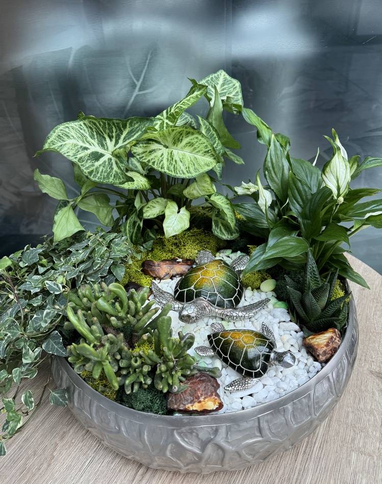 Composition of succulents №11