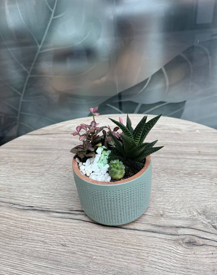 Composition of succulents №19