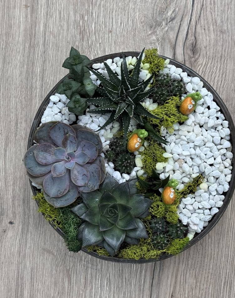 Composition of succulents №13