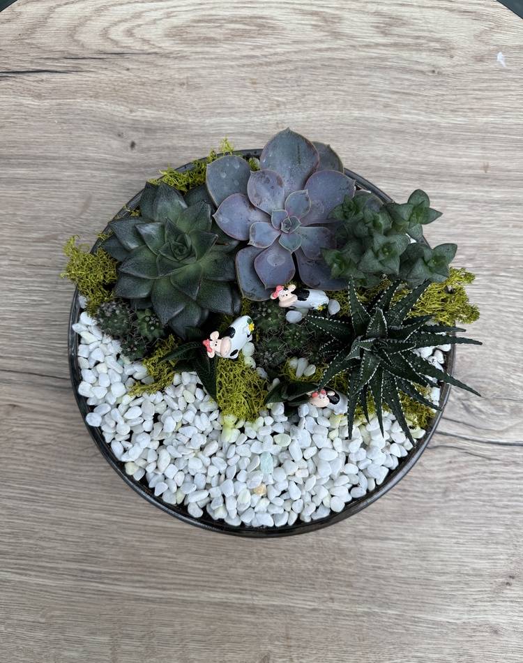 Composition of succulents №15