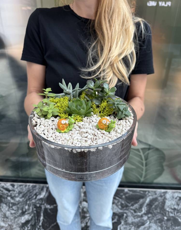 Composition of succulents №20