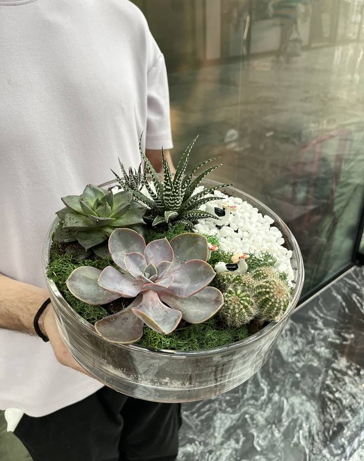 Composition of succulents №9