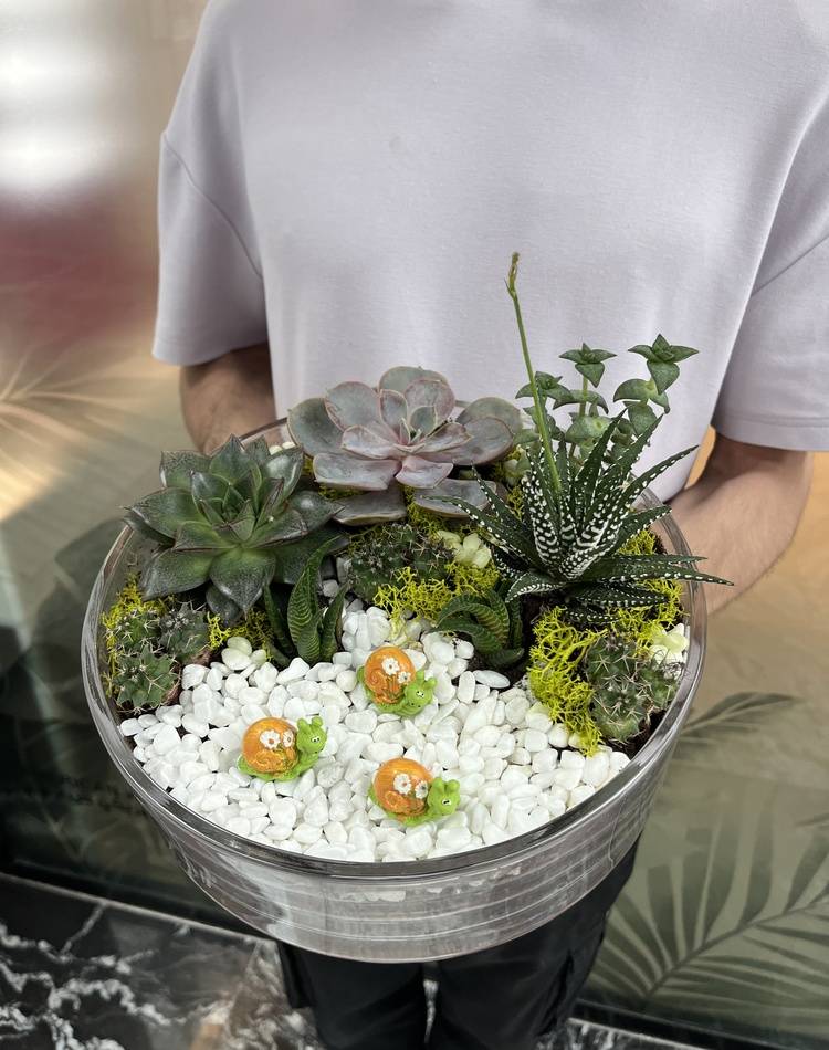 Composition of succulents №5