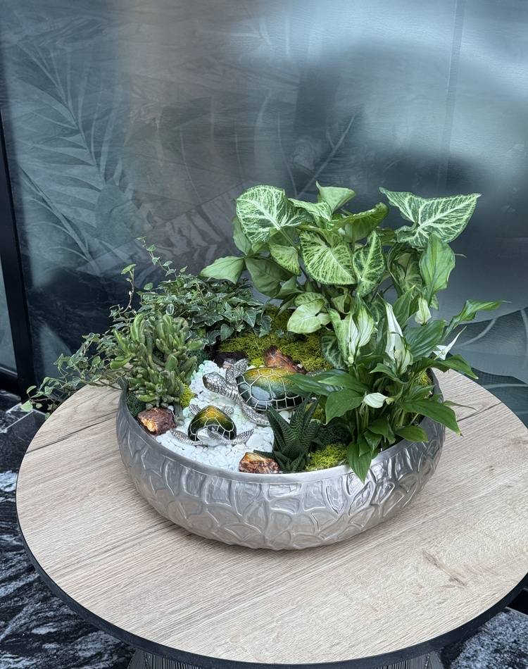 Composition of succulents №11