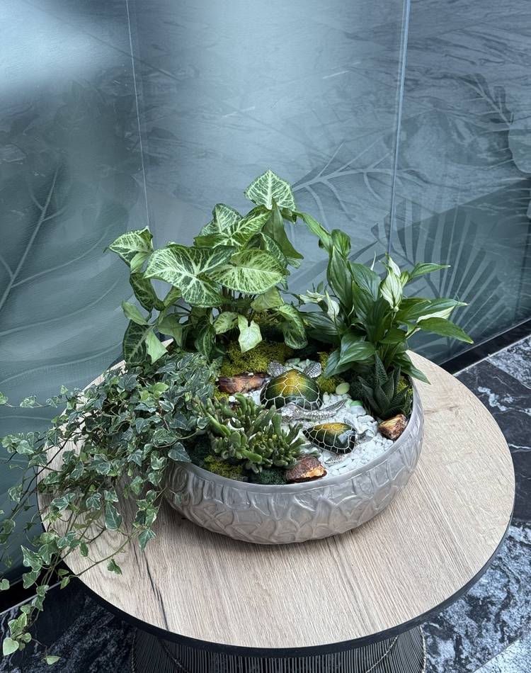 Composition of succulents №11