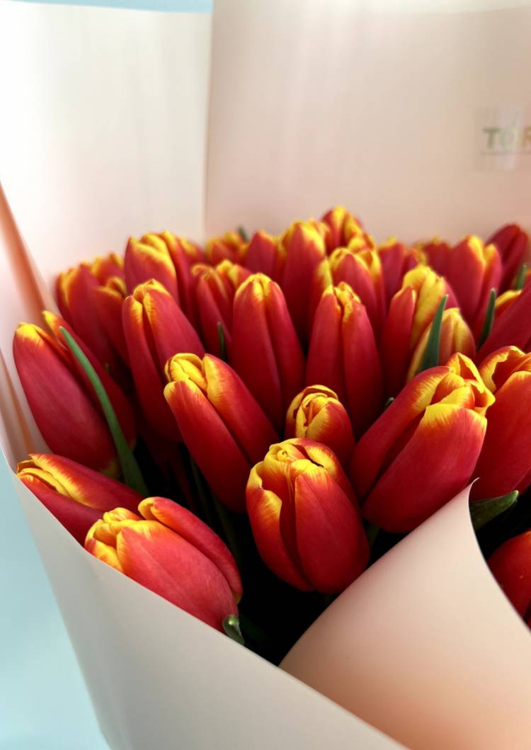 Bouquet of 25 tulips 