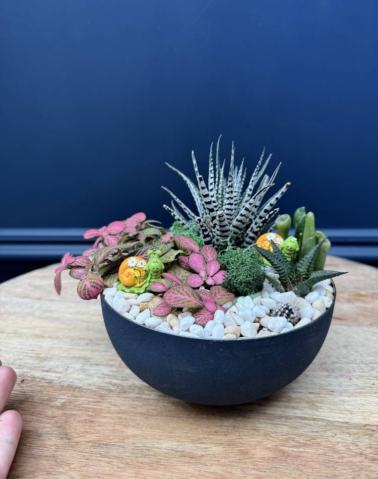 Composition of succulents №31