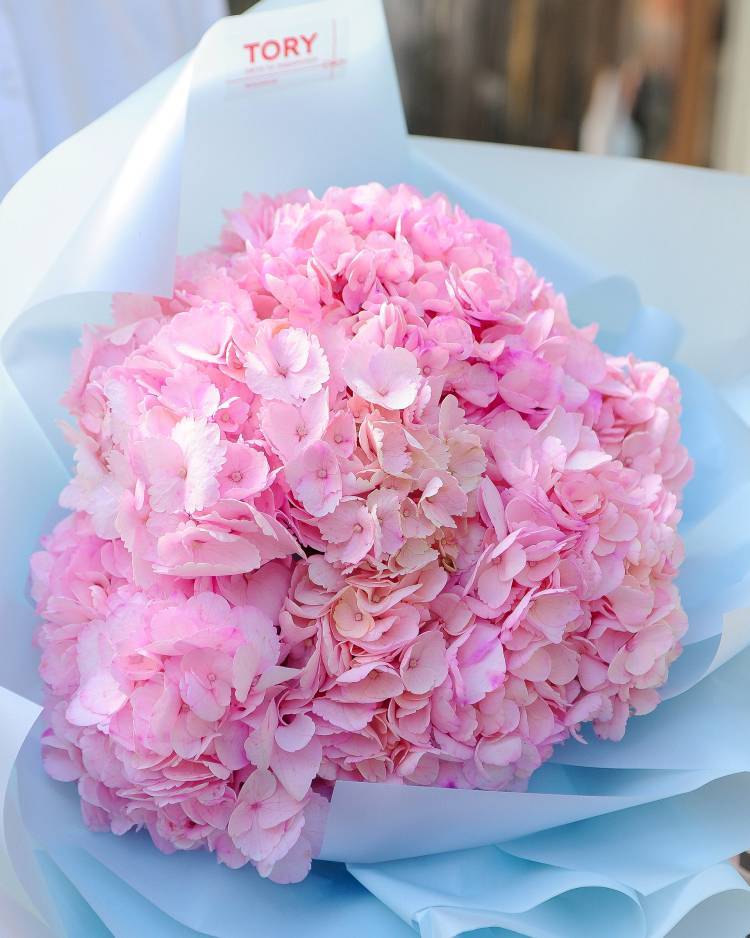 Bouquet of 5 pink hydrangeas