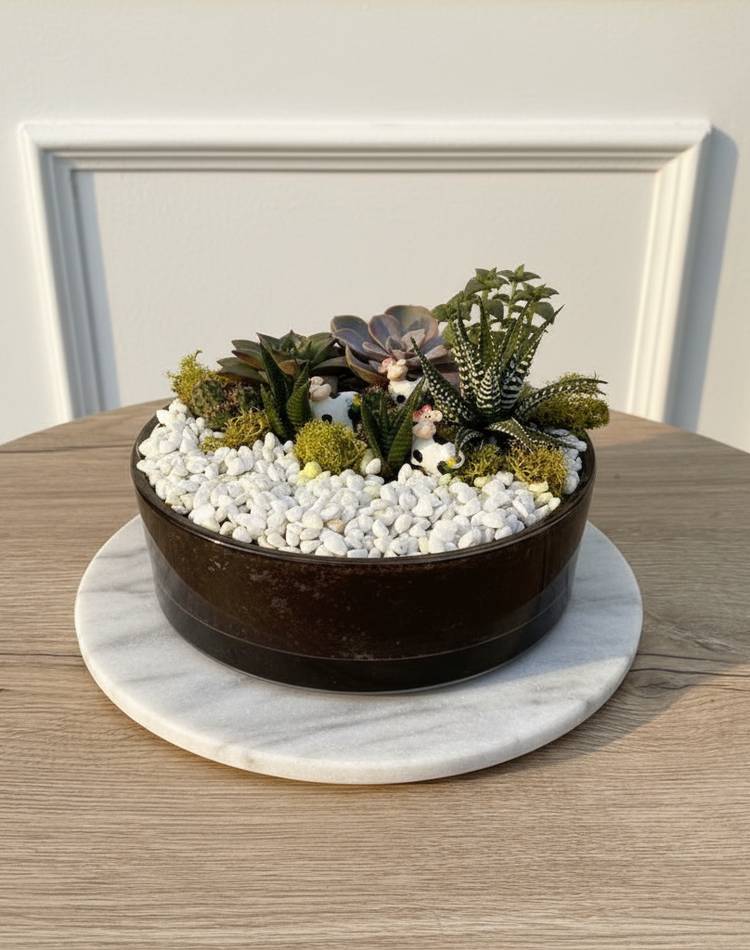 Composition of succulents №15