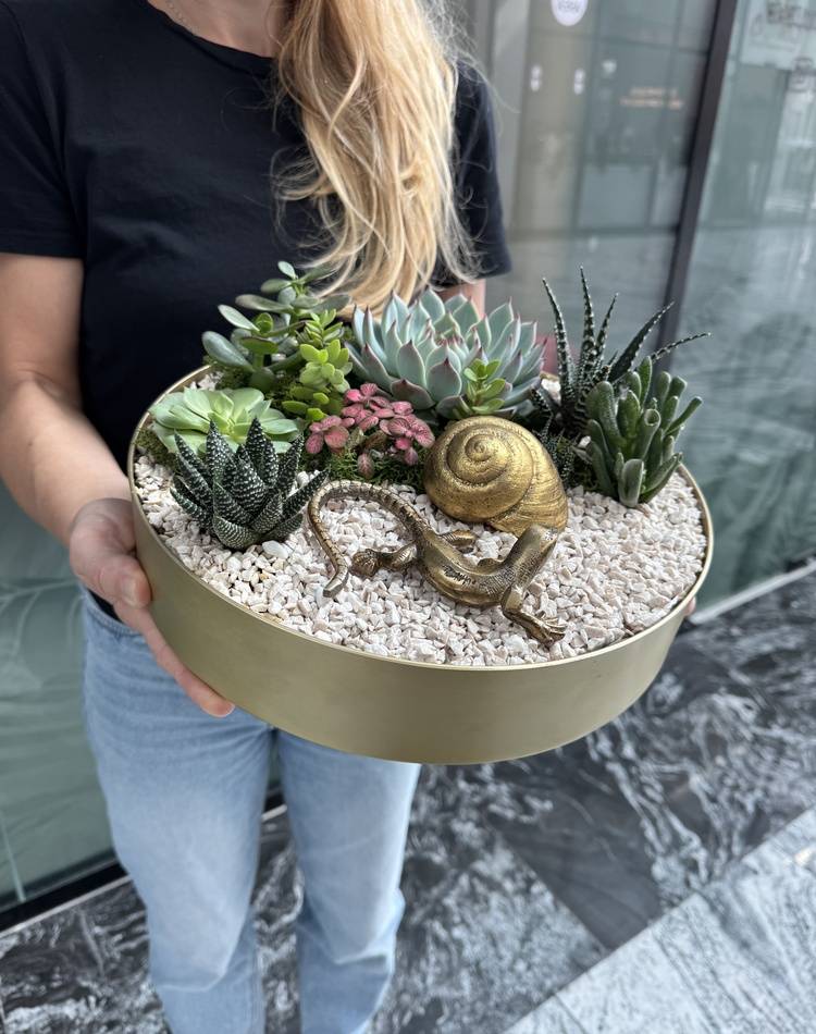 Composition of succulents №21