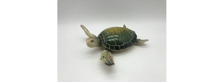 Turtle 20 cm green