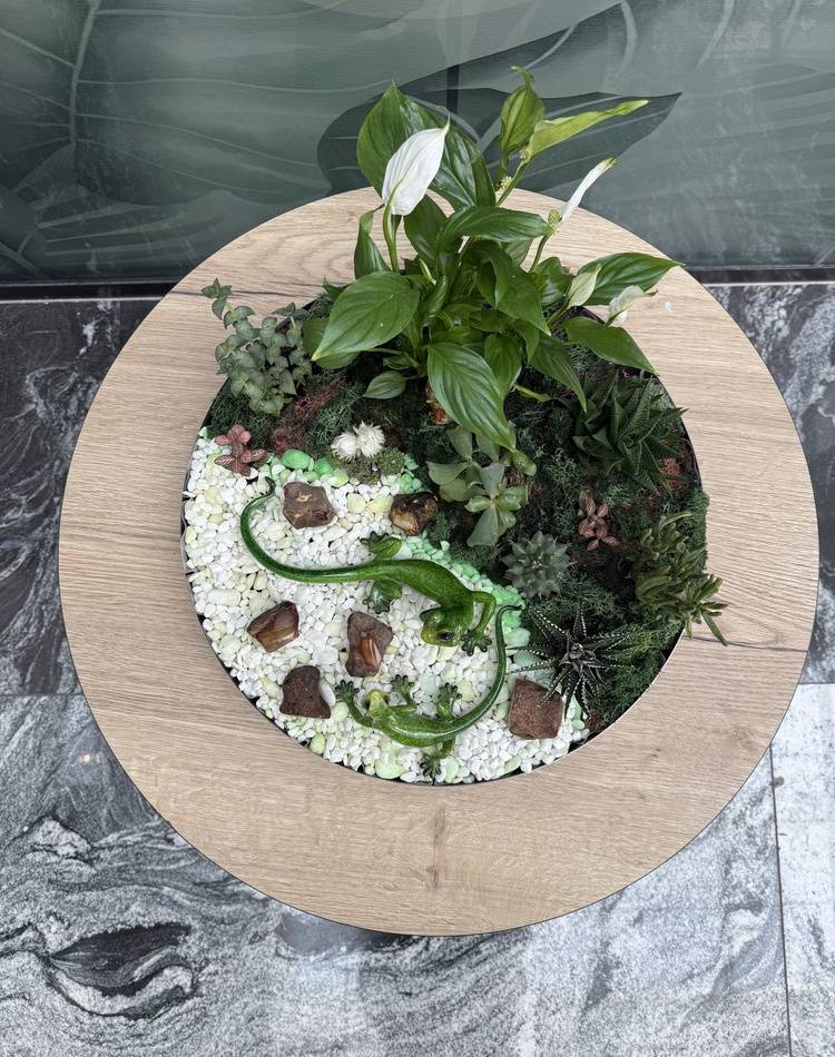 Composition of succulents №16