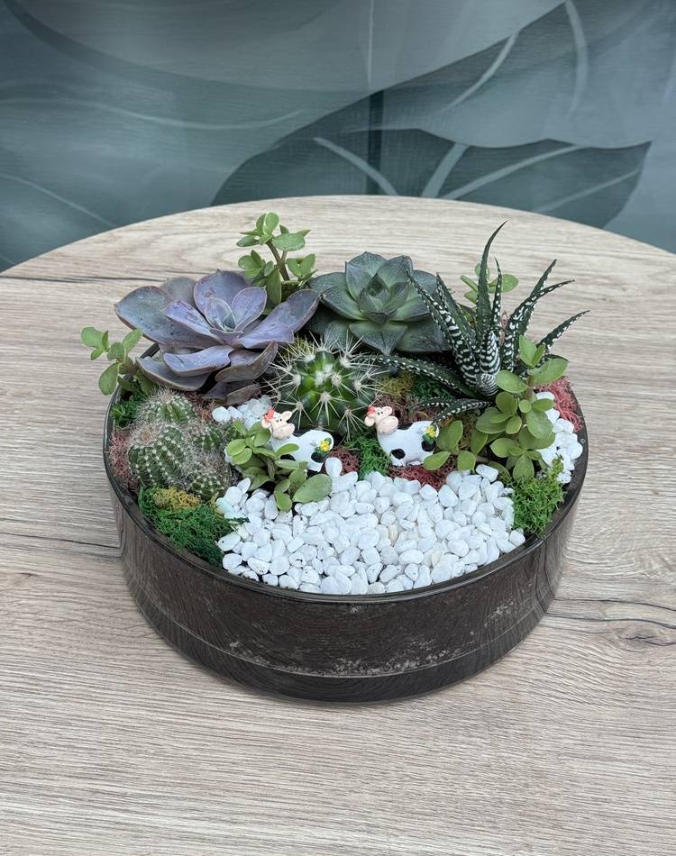 Composition of succulents №12