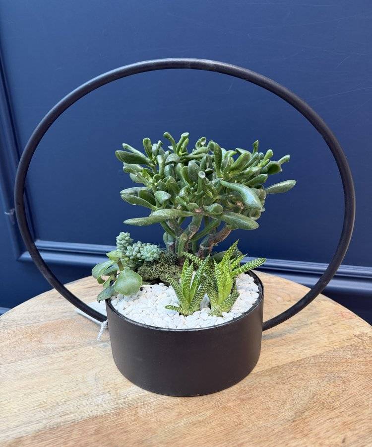 Composition of succulents No. 38