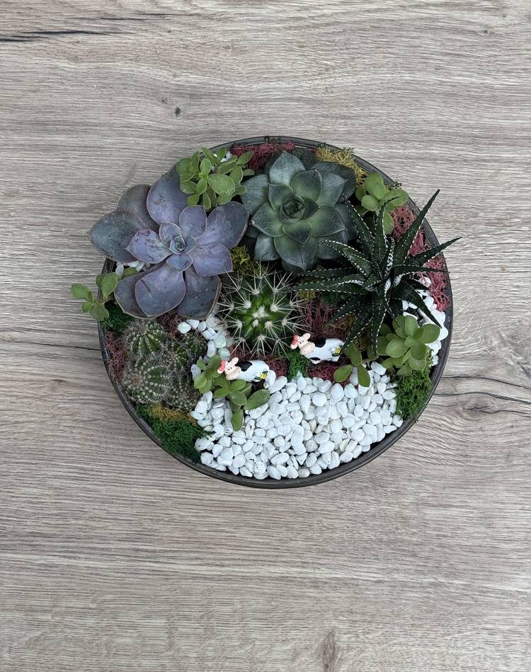 Composition of succulents №12