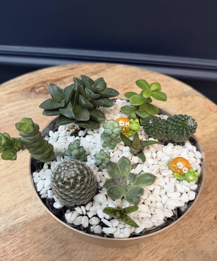 Composition of succulents No. 37