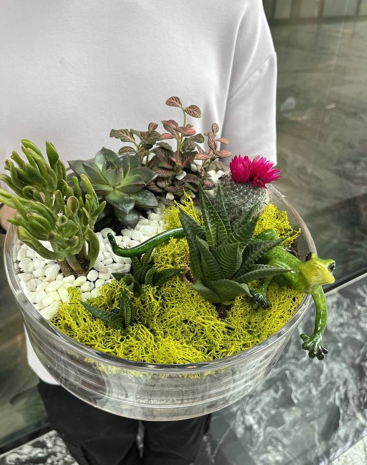 Composition of succulents №2