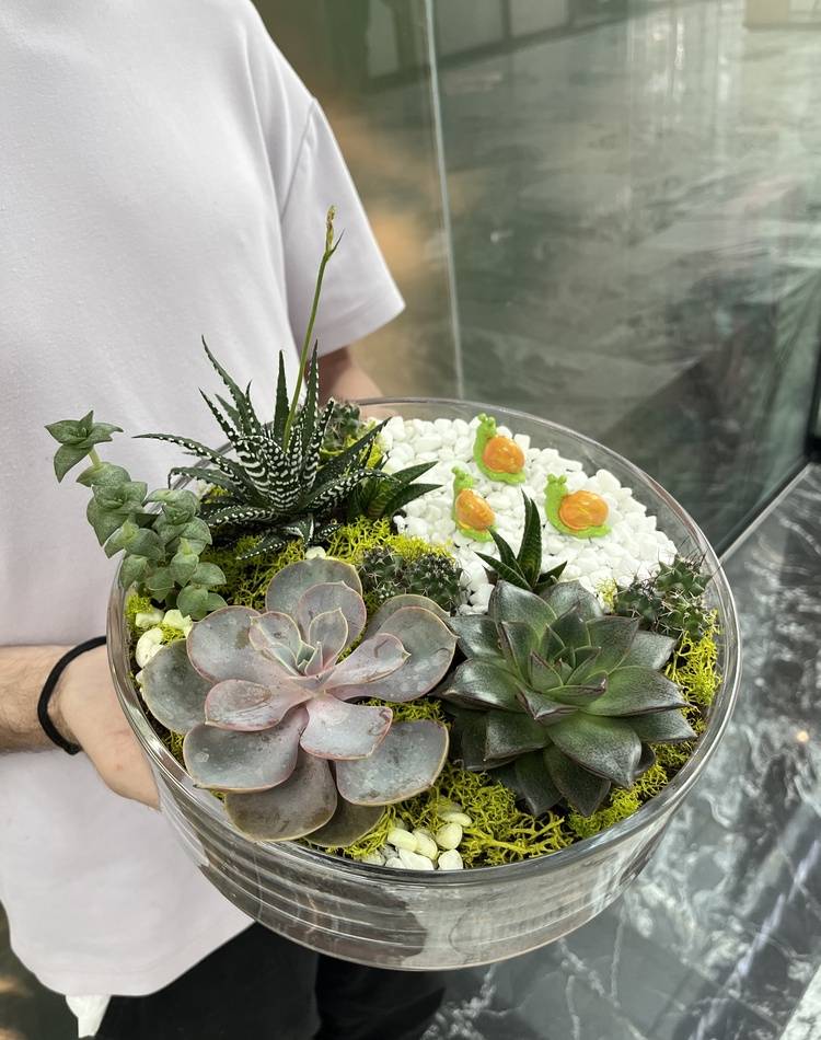 Composition of succulents №5
