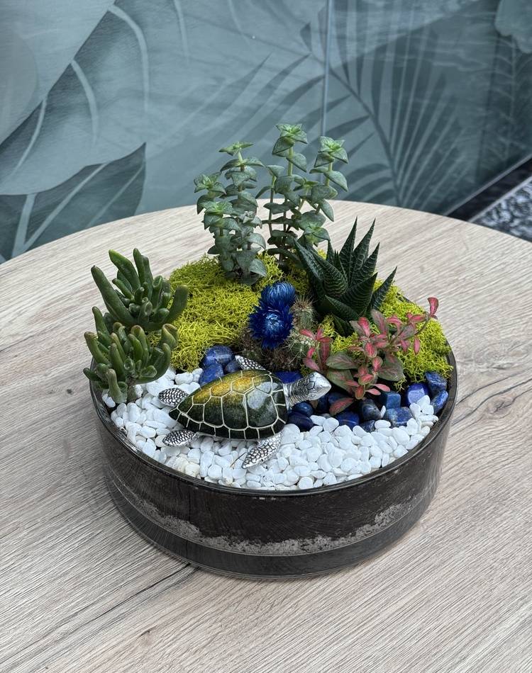 Composition of succulents №7