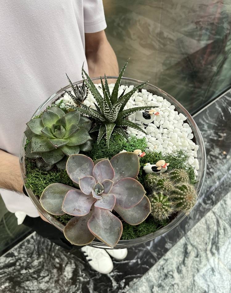 Composition of succulents №9