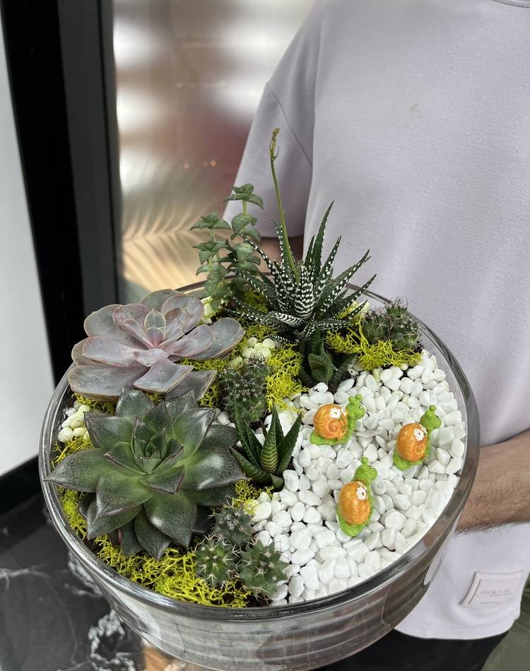 Composition of succulents №5