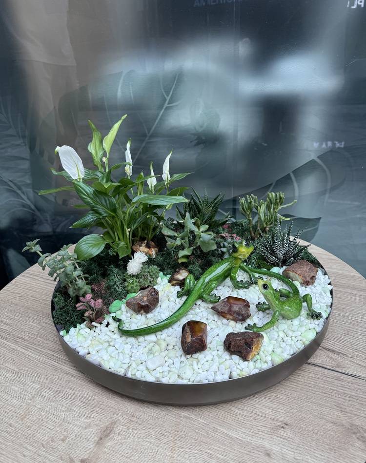 Composition of succulents №16