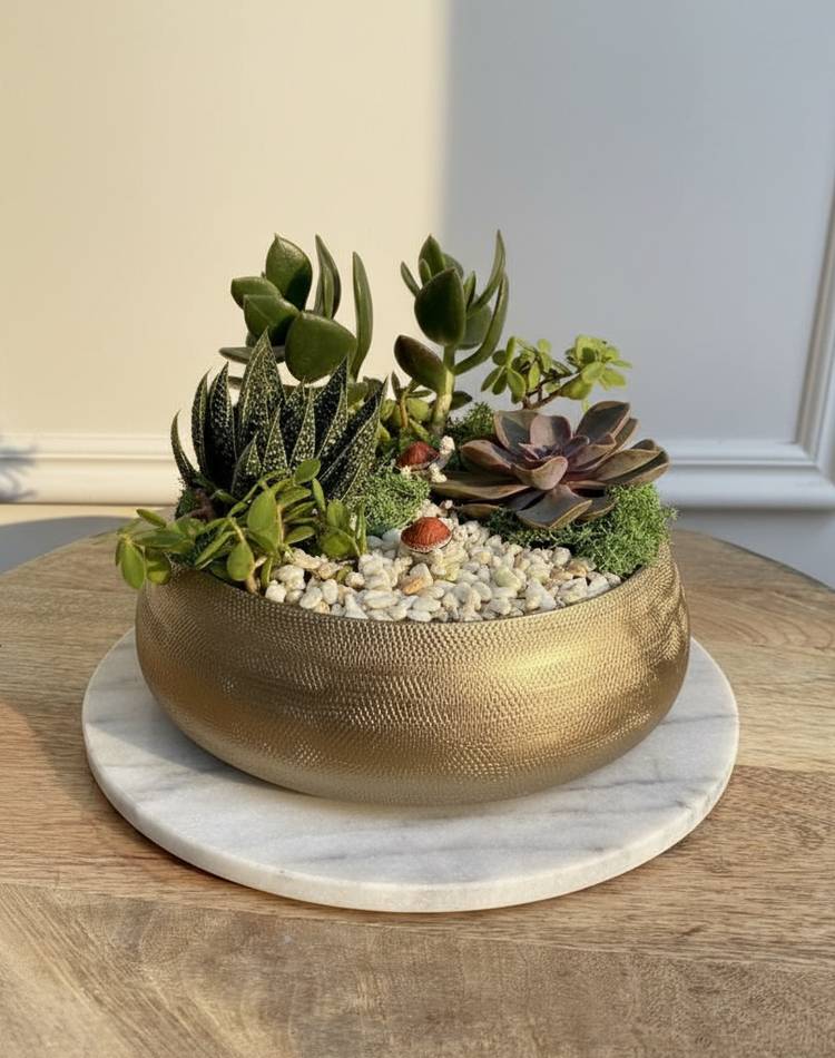 Composition of succulents №25