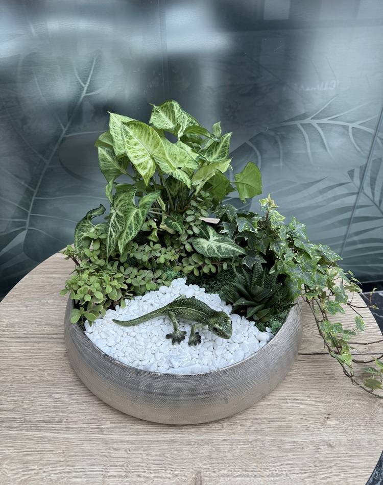 Composition of succulents №17