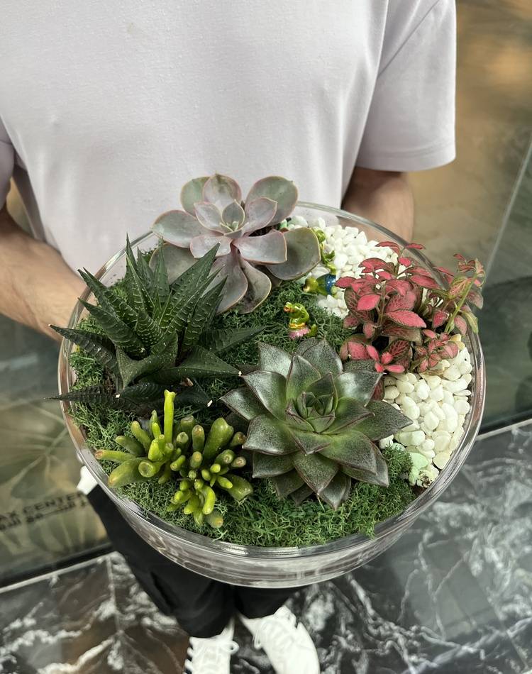 Composition of succulents №4