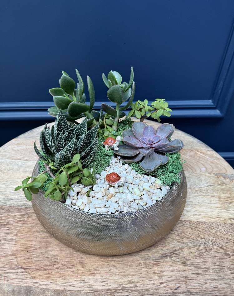 Composition of succulents №25