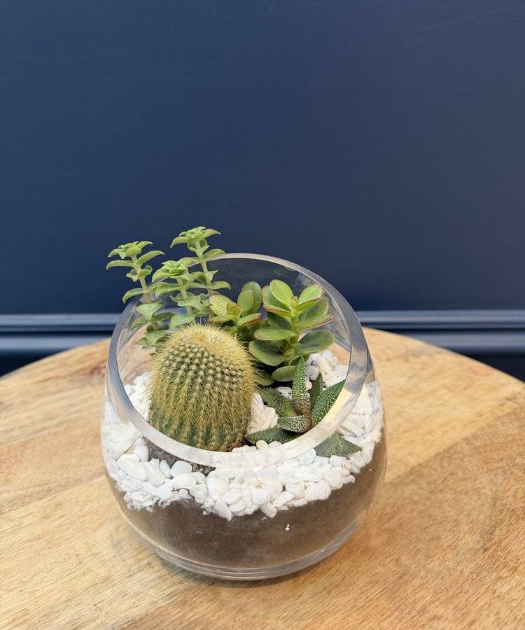 Composition of succulents No. 45
