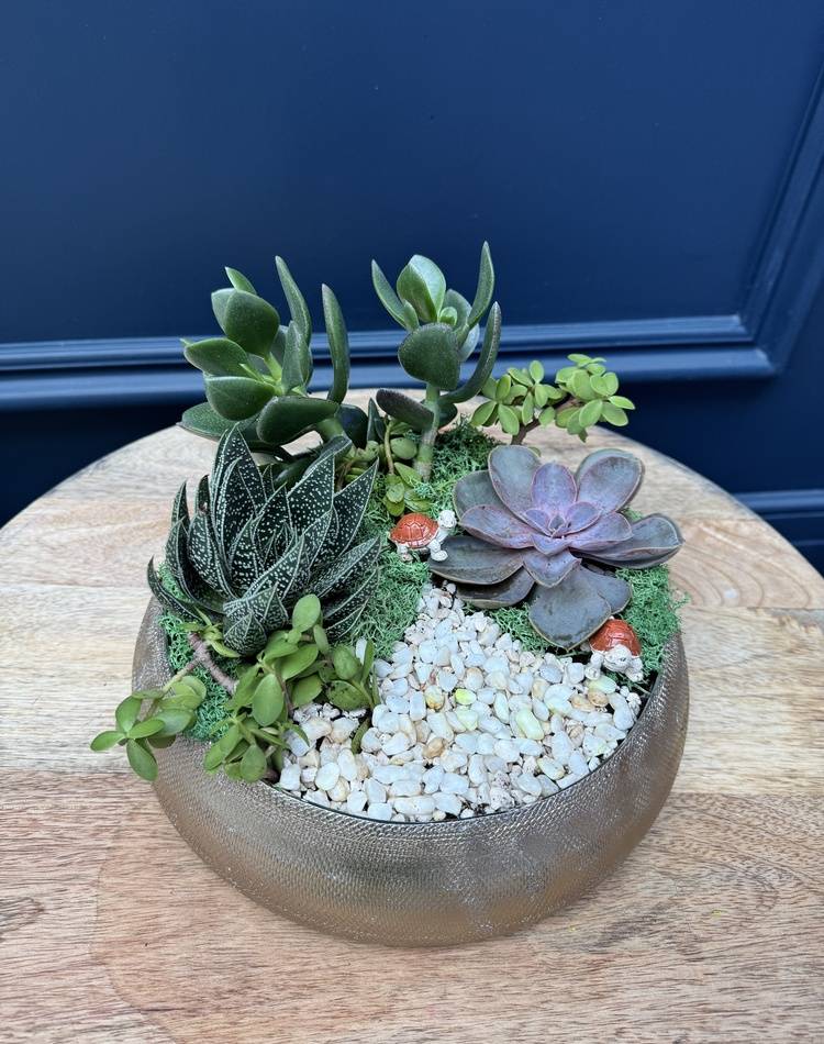 Composition of succulents №25