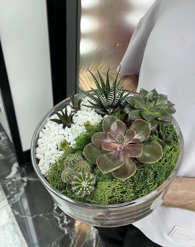 Composition of succulents №3