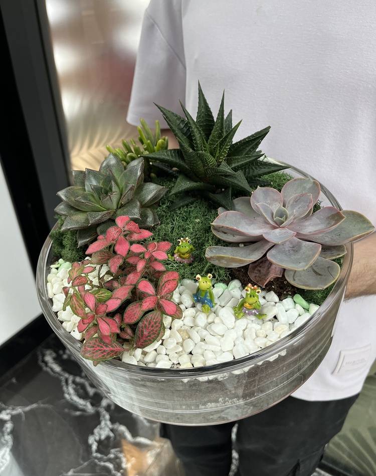Composition of succulents №4