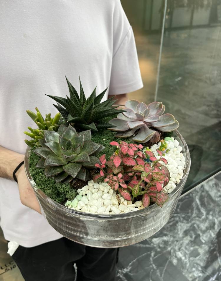 Composition of succulents №4