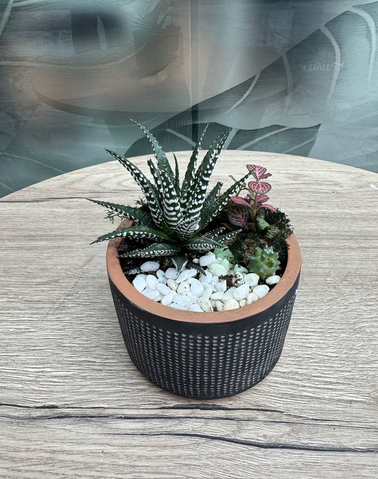Composition of succulents №18