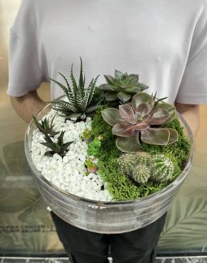 Composition of succulents №3 - flowers delivery Dubai