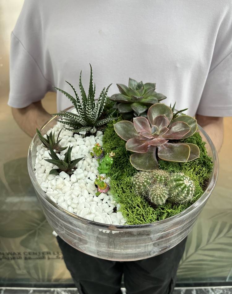 Composition of succulents №3