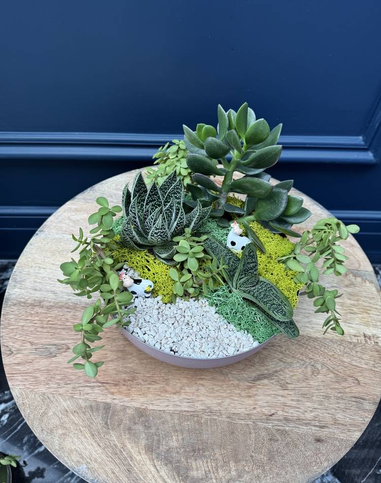 Composition of succulents №24