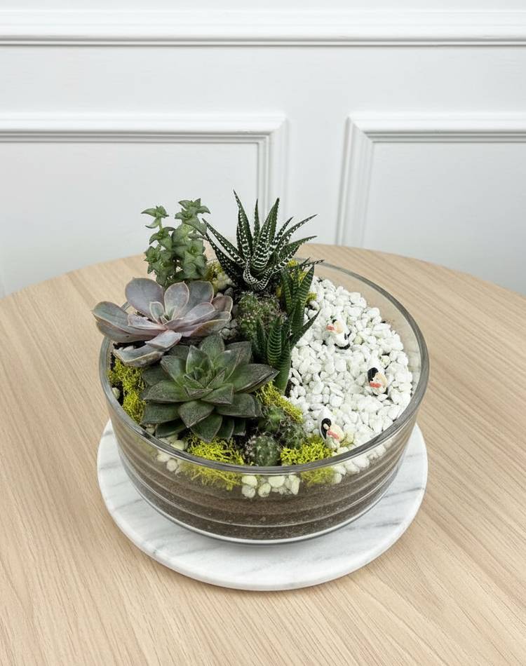 Composition of succulents №6
