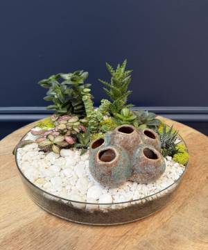Composition of succulents No. 42 - flowers delivery Dubai