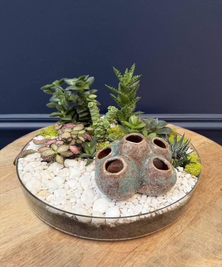 Composition of succulents No. 42