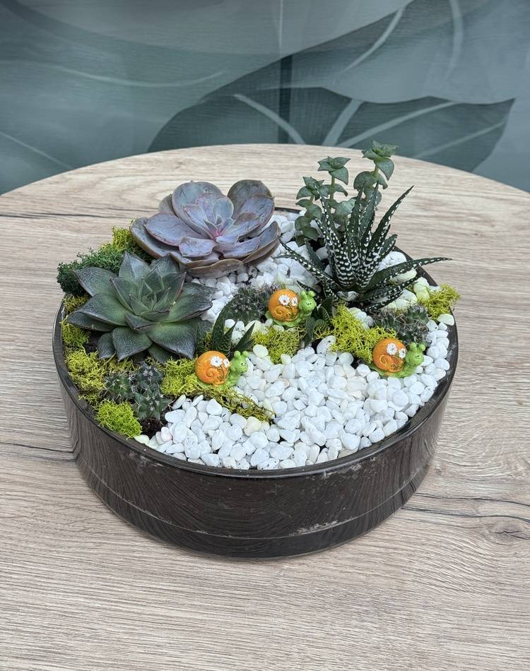 Composition of succulents №13