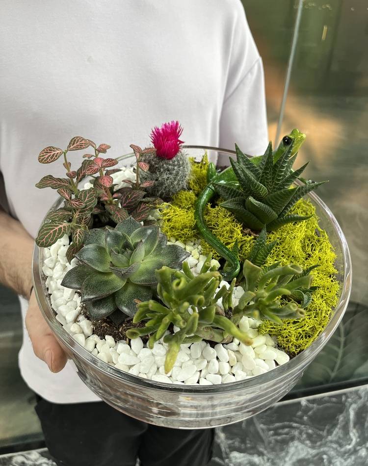 Composition of succulents №2