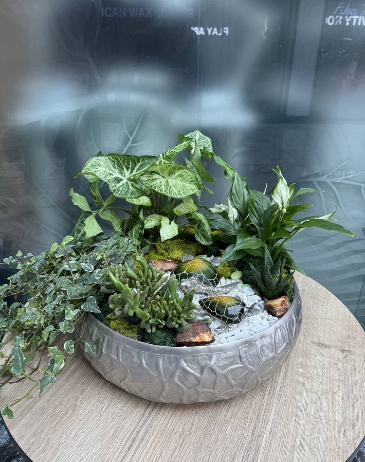 Composition of succulents №11