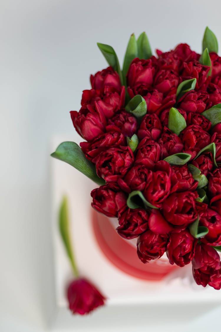 51 Red Peony Tulips in a Hat Box