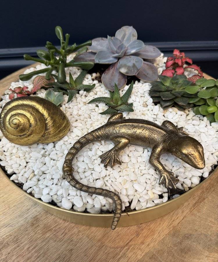 Composition of succulents No. 40