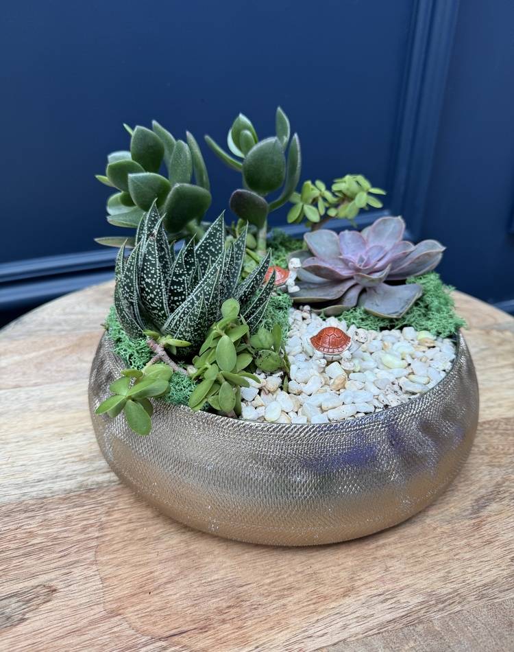 Composition of succulents №25