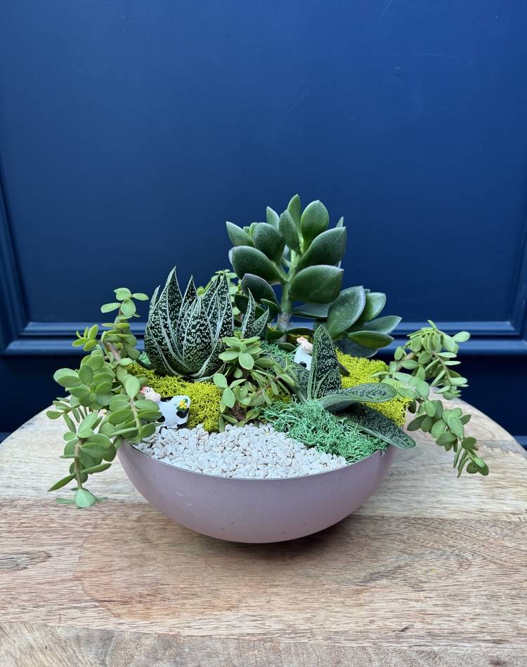 Composition of succulents №24